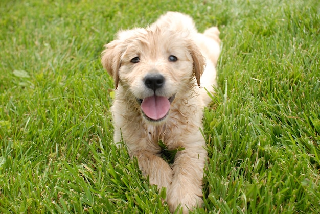 Gros plan d'un mignon chiot Golden Retriever reposant sur un sol en herbe