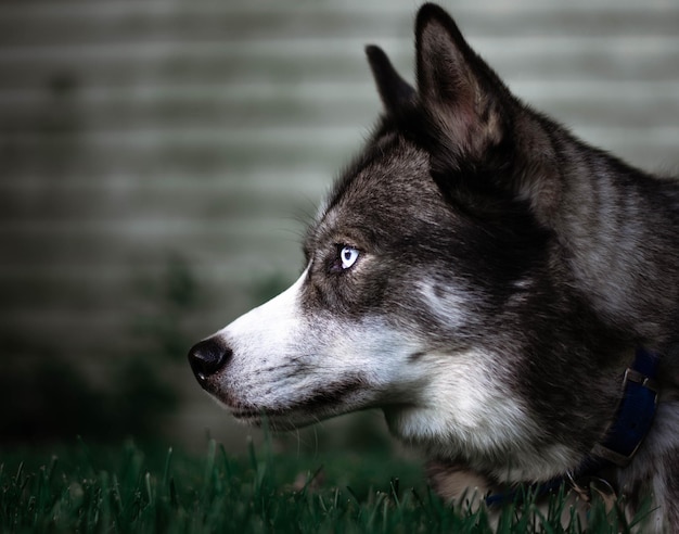 Gros plan d'un mignon husky aux yeux bleus à l'extérieur