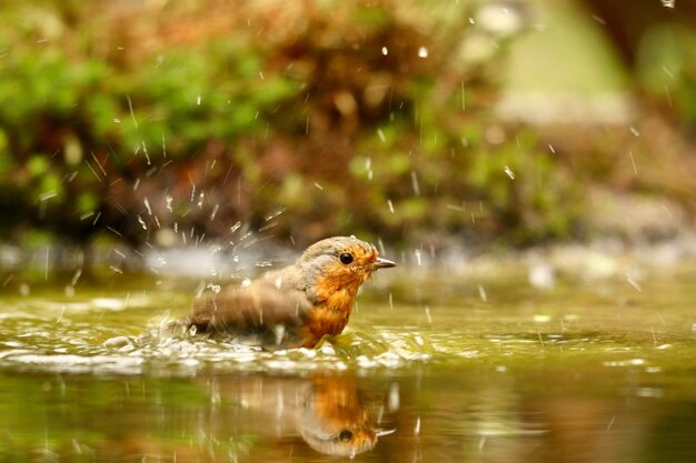 Gros plan d'un mignon oiseau robin européen nager dans un lac