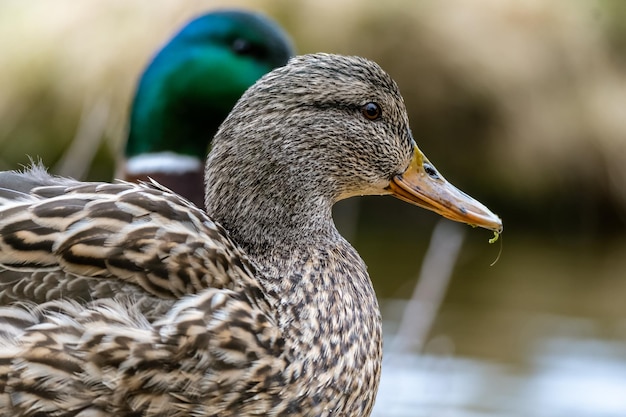 Gros plan d'un mignon petit canard brun