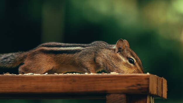 Gros plan d'un mignon petit écureuil mangeant des noix sur une surface en bois dans un champ