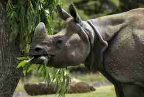 Photo gratuite gros plan sur une mise au point peu profonde d'un rhinocéros gris mangeant les feuilles vertes d'un arbre