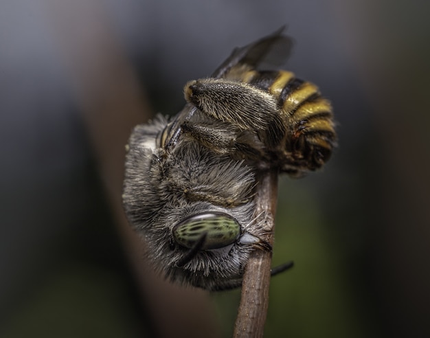 Gros plan mise au point sélective d'une abeille sur une branche