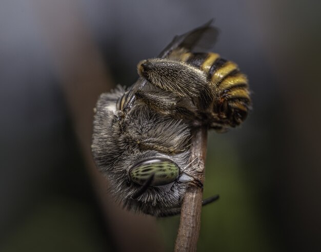 Gros plan mise au point sélective d'une abeille sur une branche