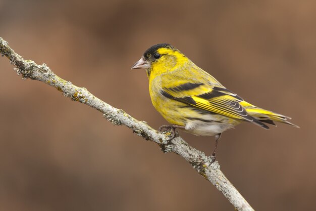 Gros plan mise au point sélective d'un beau bunting