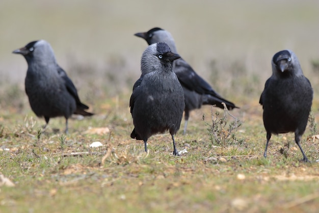 Gros plan de la mise au point sélective d'un beau groupe de corbeaux américains