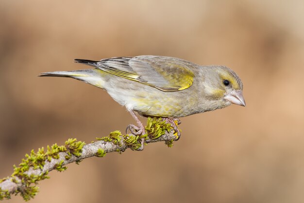 Gros plan mise au point sélective d'un bel oiseau