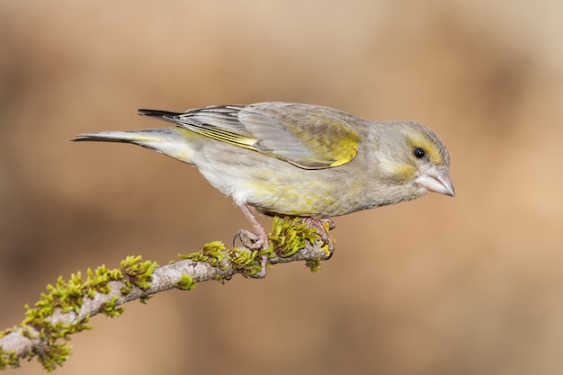 Gros plan mise au point sélective d'un bel oiseau