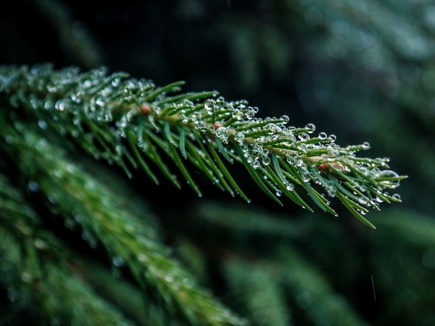 Gros plan sur la mise au point sélective de branche de pin vert avec des gouttelettes d'eau