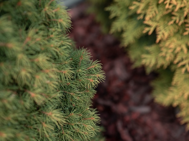 Gros plan sur la mise au point sélective de branches de pin vert