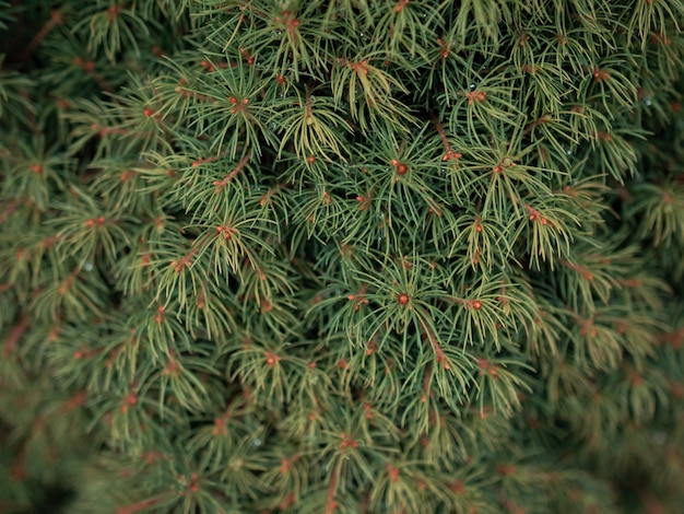 Photo gratuite gros plan sur la mise au point sélective de branches de pin vert