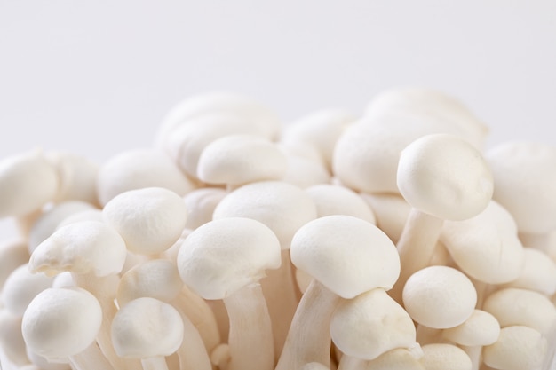 Gros plan de la mise au point sélective de champignons de culture