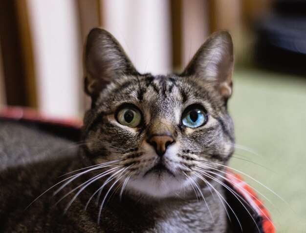 Gros plan de mise au point sélective d'un chat avec de beaux yeux hétérochromatiques