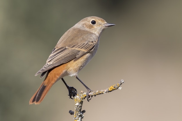 Photo gratuite gros plan mise au point sélective coup d'un beau moineau domestique