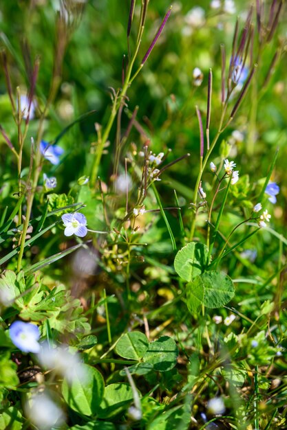 Gros plan mise au point sélective coup de fleurs étonnantes sous la lumière du soleil