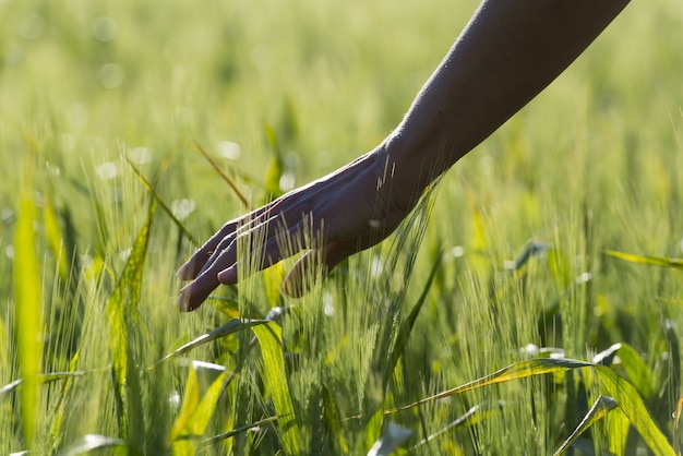 Gros plan mise au point sélective coup de main d'une personne touchant les plantes vertes