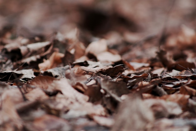 Photo gratuite gros plan sur la mise au point sélective des feuilles d'automne tombées à sec