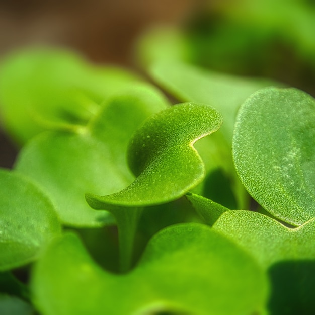 Gros plan de mise au point sélective de feuilles de radis - parfait pour le fond