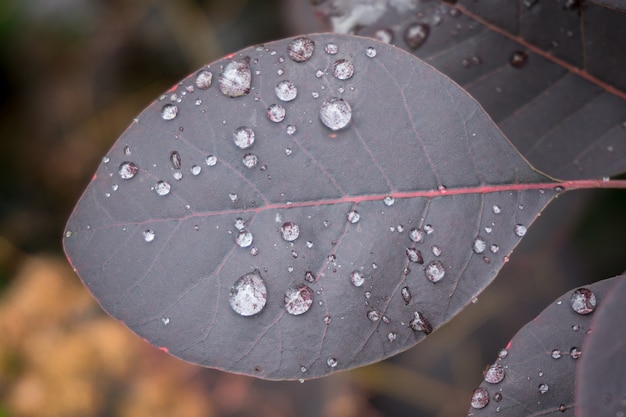 Gros plan mise au point sélective de feuilles avec de la rosée sur le dessus