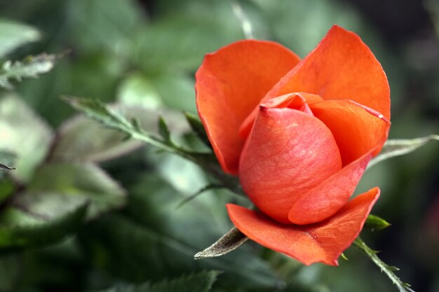 Gros plan de mise au point sélective d'une fleur blanche orange