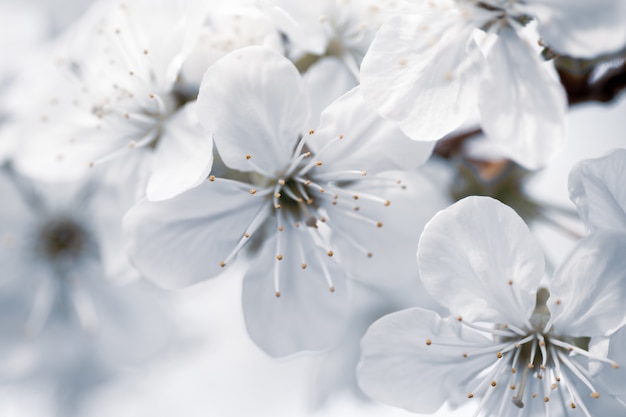 Photo gratuite gros plan sur la mise au point sélective de fleurs blanches avec un arrière-plan flou