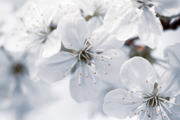 Gros plan sur la mise au point sélective de fleurs blanches avec un arrière-plan flou