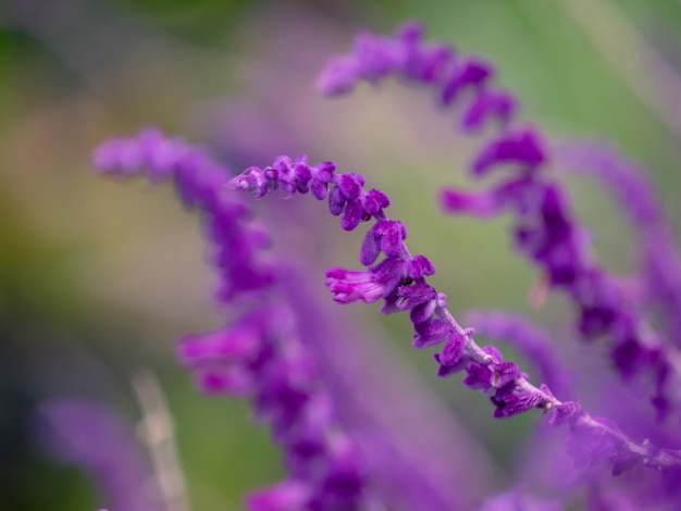 Gros plan de la mise au point sélective des fleurs de lavande violettes qui fleurissent dans le jardin