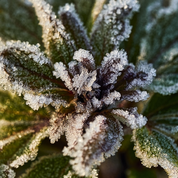 Photo gratuite gros plan sur la mise au point sélective d'une plante avec du givre dessus