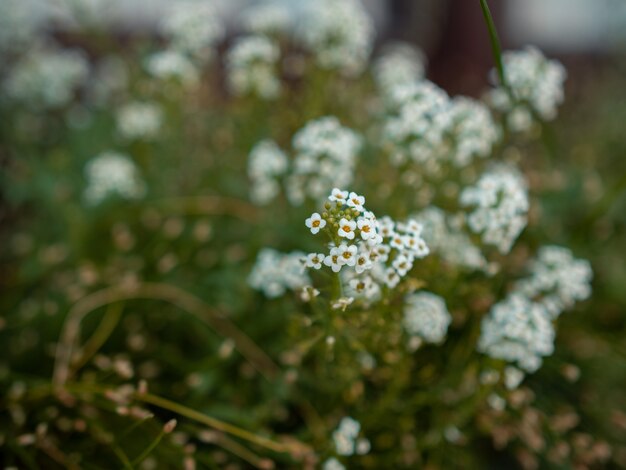 Gros plan de mise au point sélective tourné de petites fleurs blanches dans un champ de fleurs sur un flou