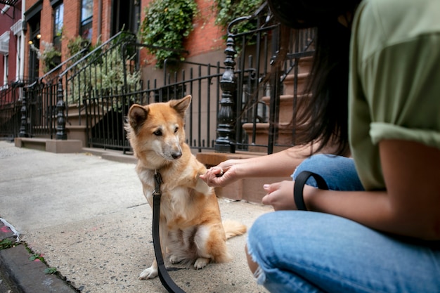 Gros plan sur le mode de vie des animaux de compagnie