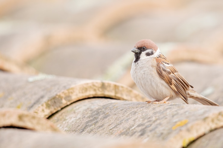 Photo gratuit gros plan d'un moineau domestique debout sur le tuyau
