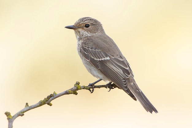 Photo gratuite gros plan d'un moineau exotique assis sur la petite branche d'un arbre