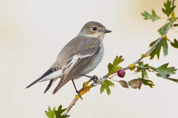 Gros plan d'un moineau perché sur une branche avec un arrière-plan flou