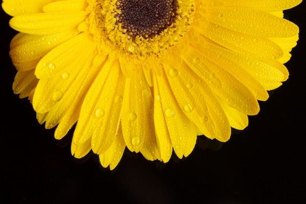 Gros plan, moitié, de, gerbera, pâquerette