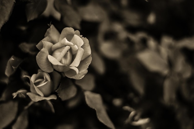 Gros plan monochrome d'une rose poussant dans un jardin