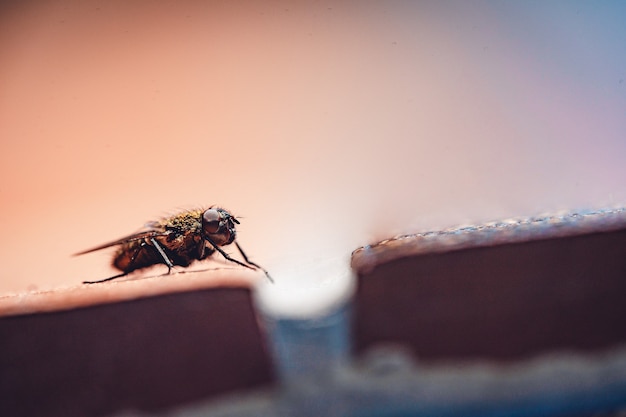 Gros plan de la mouche domestique reposant sur une surface