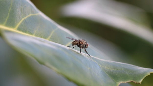 Gros plan d'une mouche insecte reposant sur la feuille