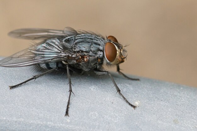 Gros plan sur l'une des mouches bleues les plus courantes