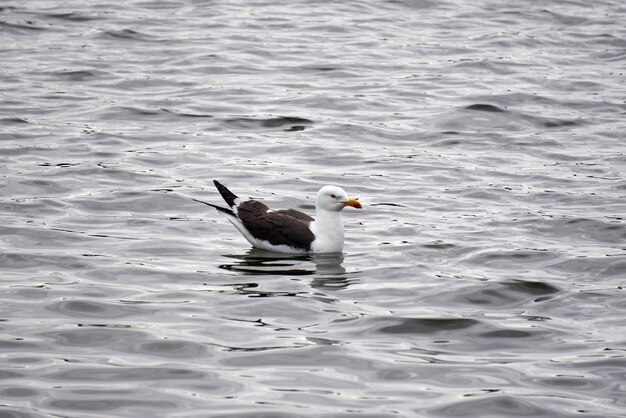 Gros plan d'une mouette