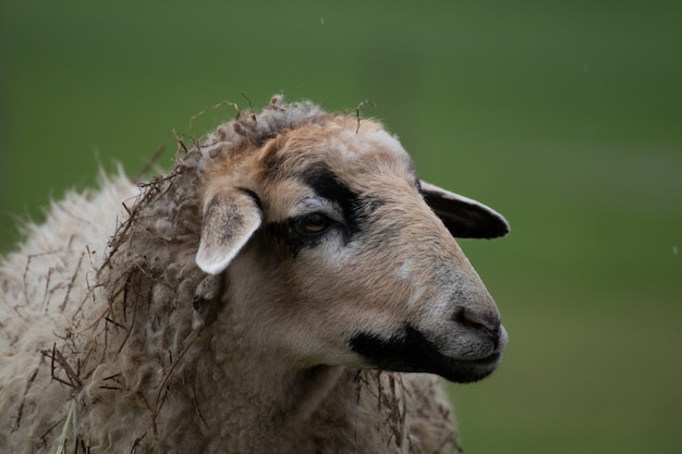 Photo gratuite gros plan d'un mouton avec un arrière-plan flou