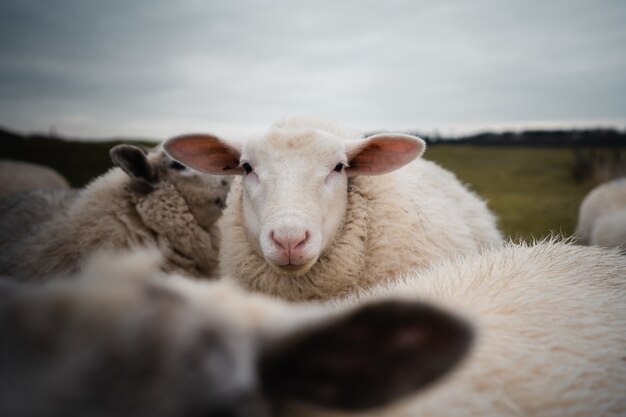 Gros plan d'un mouton blanc avec des oreilles drôles