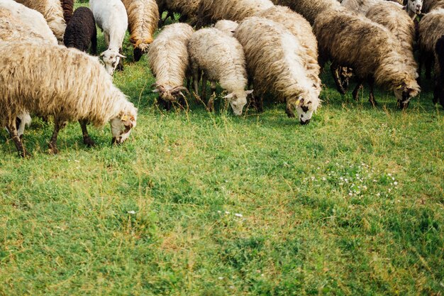 Gros plan, mouton, manger, herbe, sur, pâturage