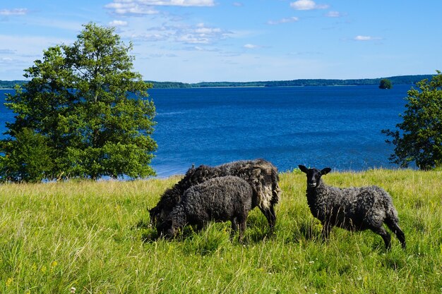 Gros plan de moutons noirs près d'un lac