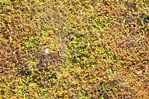 Gros plan d'un mur avec de la mousse et des plantes qui poussent