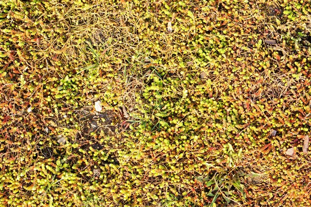 Gros plan d'un mur avec de la mousse et des plantes qui poussent