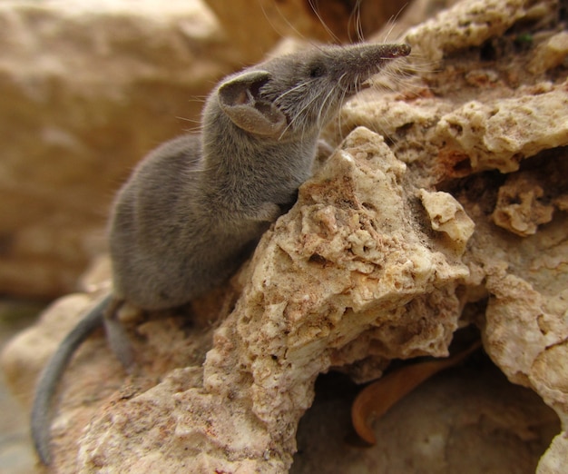 Gros plan d'une musaraigne pygmée à dents blanches grises dans les îles maltaises