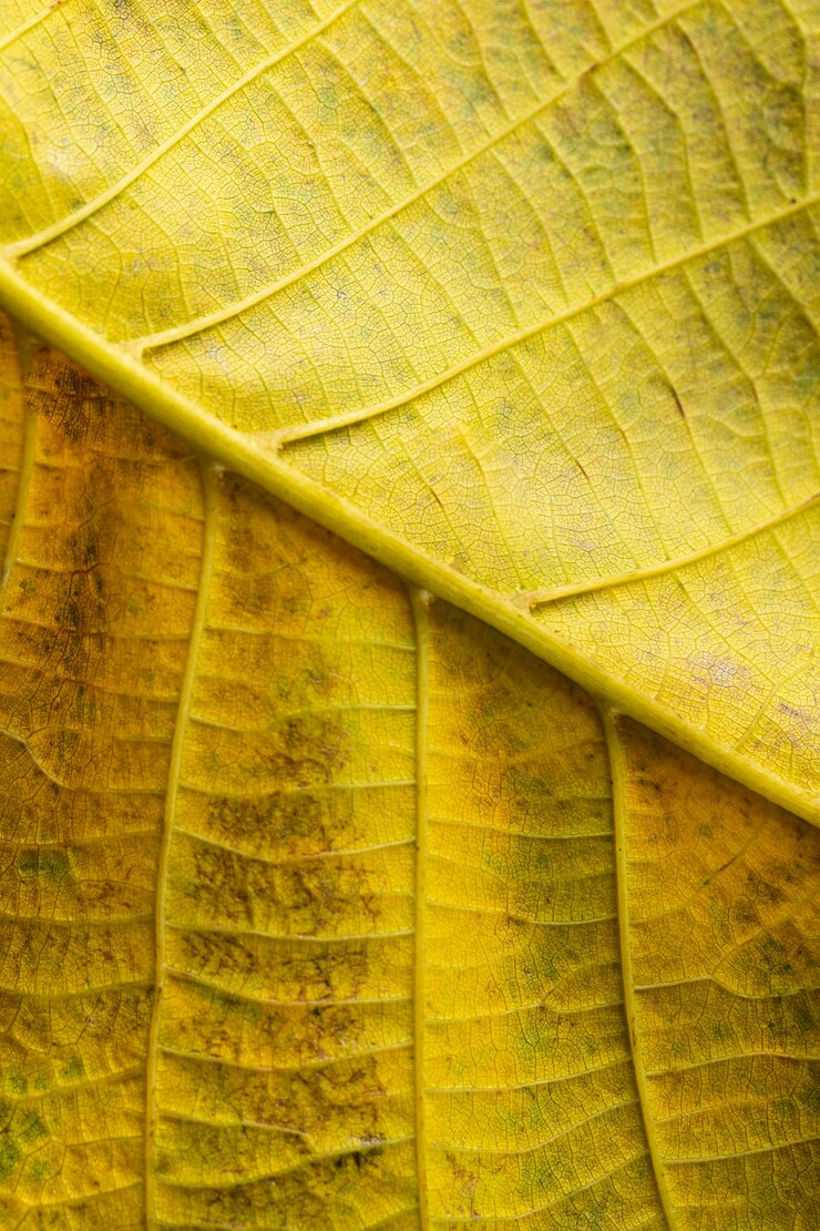 Photo gratuit gros plan nerfs de feuille jaune
