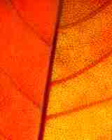 Photo gratuite gros plan des nerfs de la feuille orange