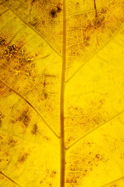 Gros plan des nerfs des feuilles jaunes