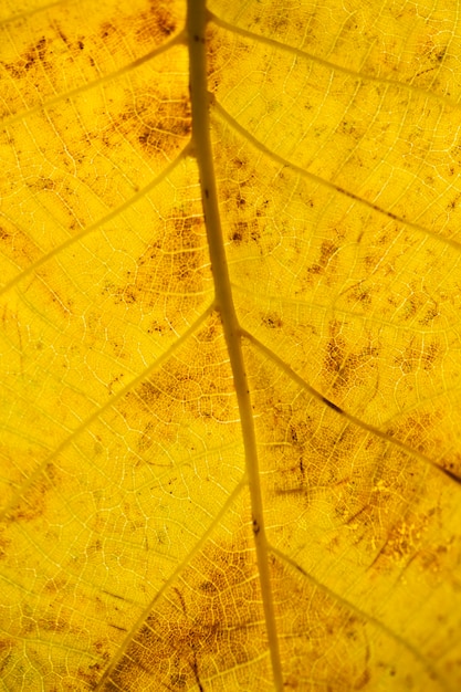 Gros plan des nerfs des feuilles jaunes